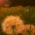sunboy